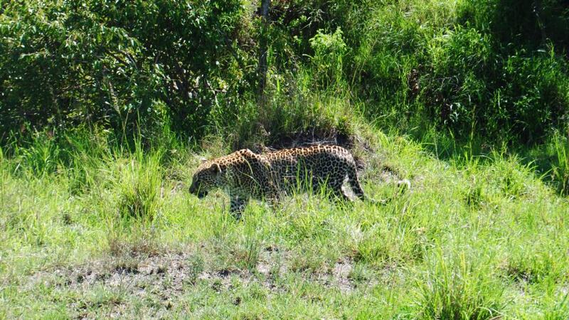 A leopard strolls by in the Masai Mara. Photograph: Ciara Kenny