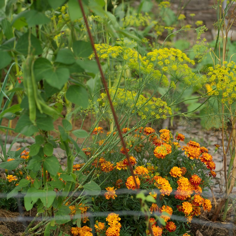 Photograph: Richard Johnston