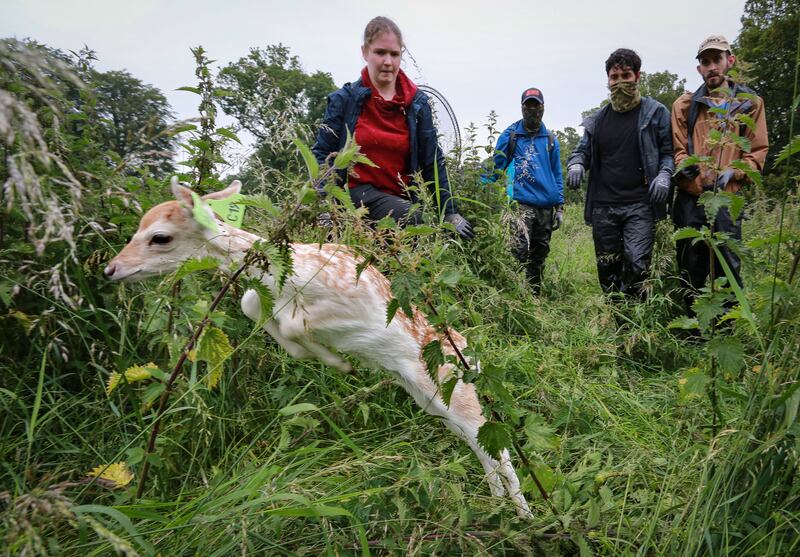 UCD students release a tagged. Photograph: Crispin Rodwell