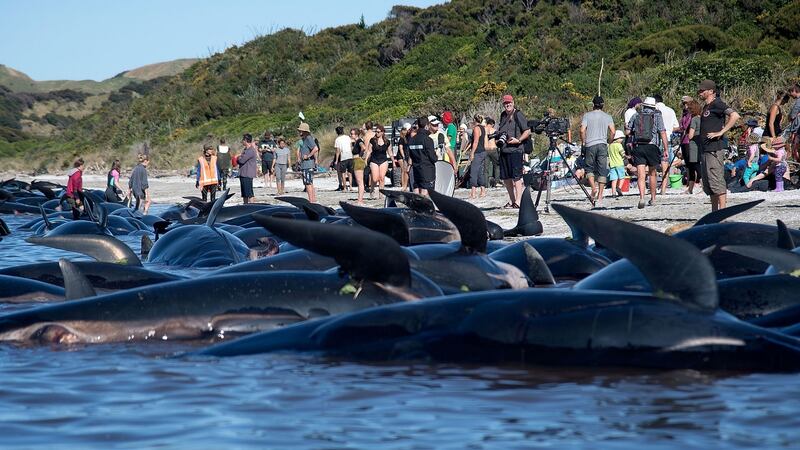 Dead pilot whales sit on the high tide line during a mass stranding at Farewell Spit, New Zealand,  on February 11th, 2017.  More than 400 whales had already been  stranded on same stretch of beach on February 10th, with most of them dying quickly as frustrated volunteers desperately raced to save as many as they could. Photograph: Marty Melville/AFP/Getty Images