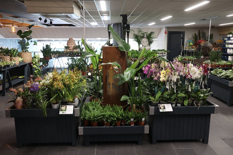 Arboretum Urban Green at Chapters Bookshop on Parnell Street, Dublin.   Photograph: Nick Bradshaw for The Irish Times