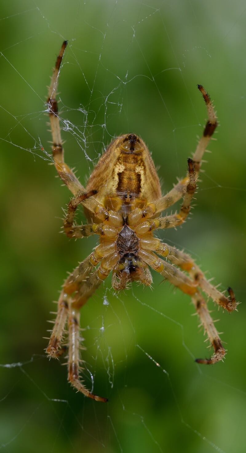 Photograph: Simon Curthoys

