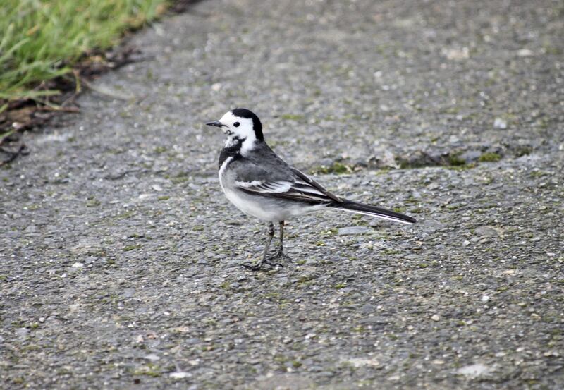 Pied wagtail