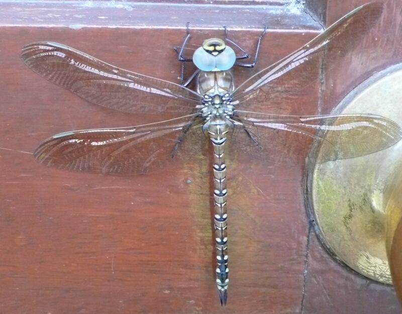 The common hawker dragonfly, Aeshna juncea 