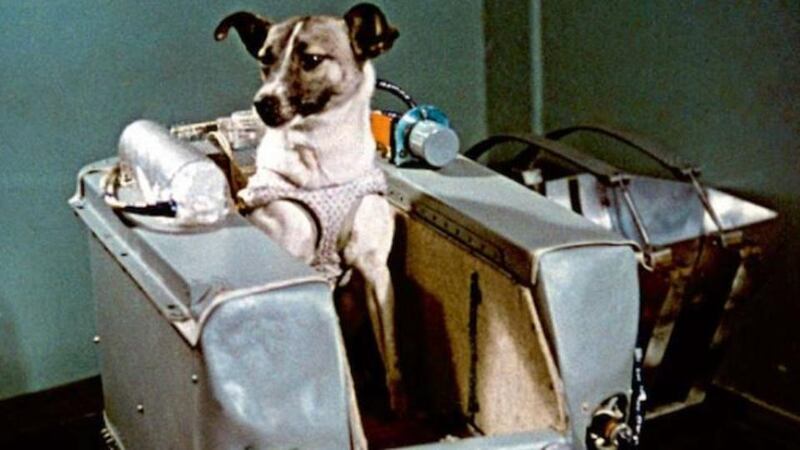 Laika, the stray dog from Moscow who was sent to space in November 1957.