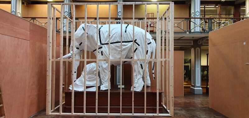 The Natural History Museum in Dublin during renovation work. Photograph: Paolo Viscardi/National Museum of Ireland