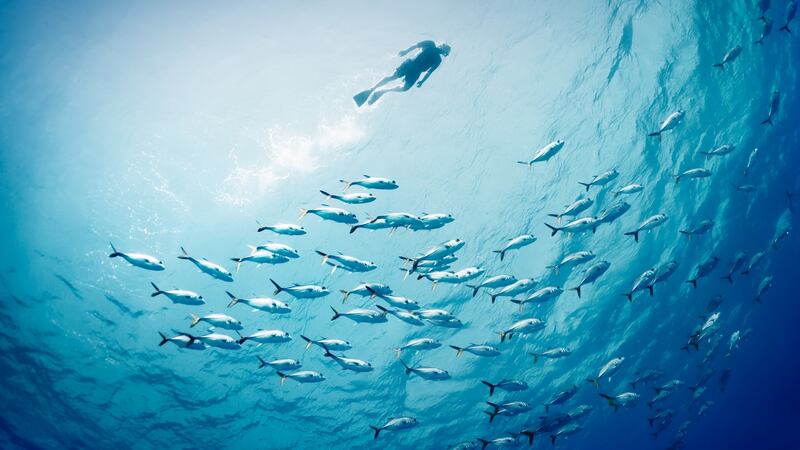 Snorkelling. Photograph: iStock