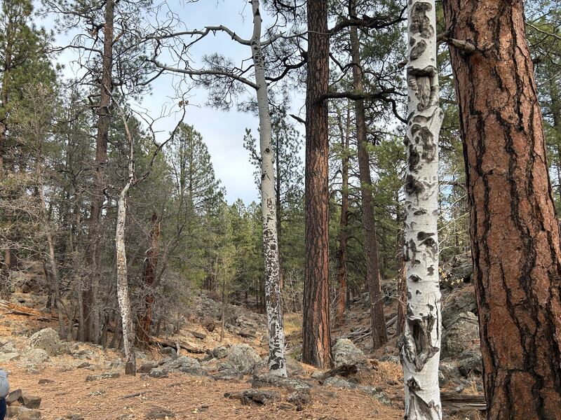 Forest Bathing at Flagstaff, Arizona. Photograph: Gemma Tipton