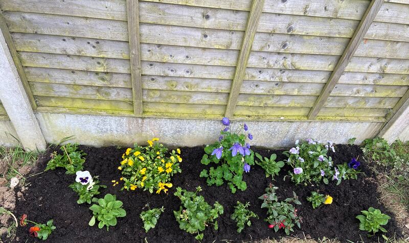 I’ve managed to keep the majority of the plants alive and the garden looks a bit better