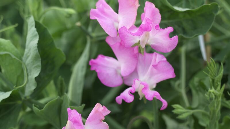 Sweet-pea is a fast growing annual climber that is ideal for training against a sunny wall or garden fence. Photograph:  Richard Johnston