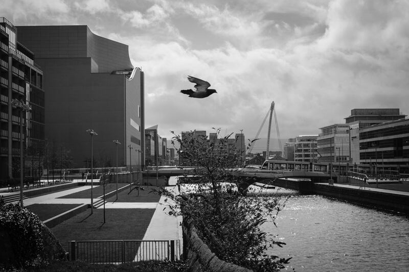 'Pigeon'. A city pigeon or 'Gack' flies past the canal at Spencer Dock. Many local families still keep and race the more highly valued racing pigeons. Photograph: Paul Kelly