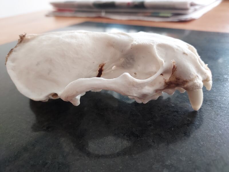Seal skeleton. Photograph supplied by Anne Doyle