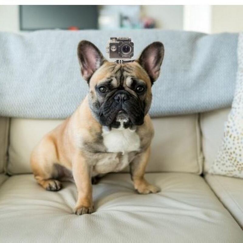 A celebrity snoop dog