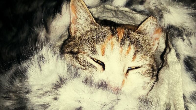 Photograph: Getty Images