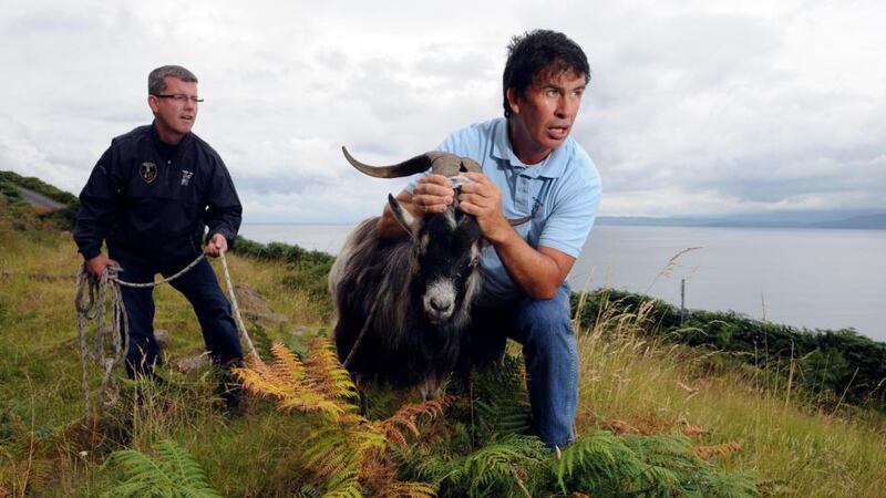 Last year’s King Puck being caught; Puck Fair takes place in late July and early August. photograph: Don MacMonagle