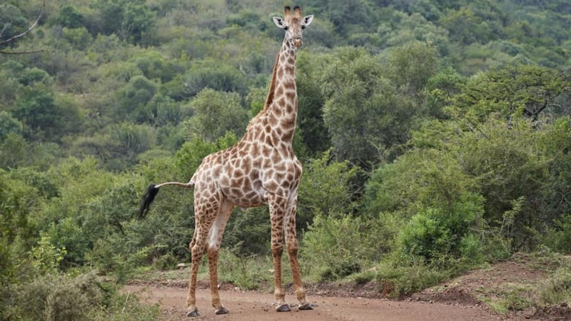 Volunteer at a game reserve in Kenya