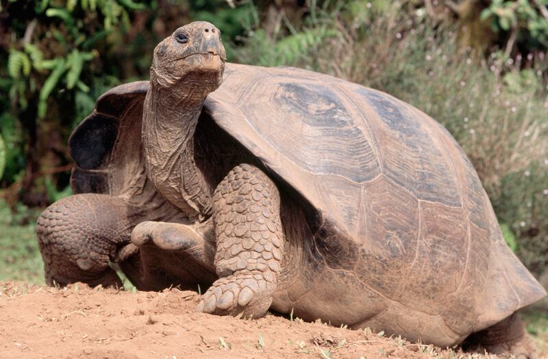 Galápagos giant tortoise. Photograph: Getty Images