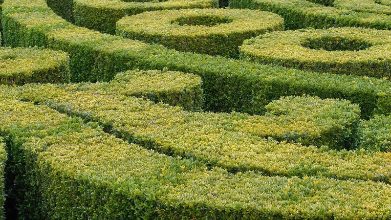 If you have a box hedge that’s already showing signs of infection, then regular applications of the fertiliser known as ‘TopBuxus’. Photograph: Richard Johnston