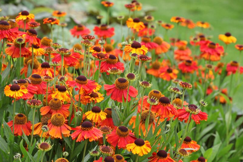 Helenium ‘Sahin’s Early Flowerer’/sneezeweed. Photograph: iStock