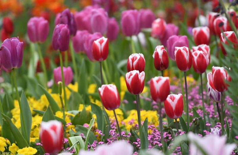 RHSI Bellefield Gardens is hosting a one-day practical workshop on November 11th