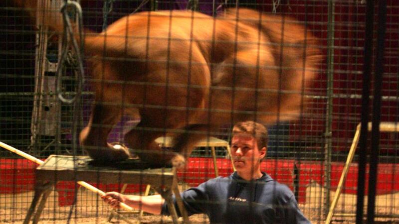 Tomas Chipperfield training a lion ahead of a Duffy’s Circus performance in   2008.  After 25 years tigers and lions are no longer part of the act, a move which circus owner and ringmaster David Duffy has described as “the end of an era”. Photograph: Cyril Byrne