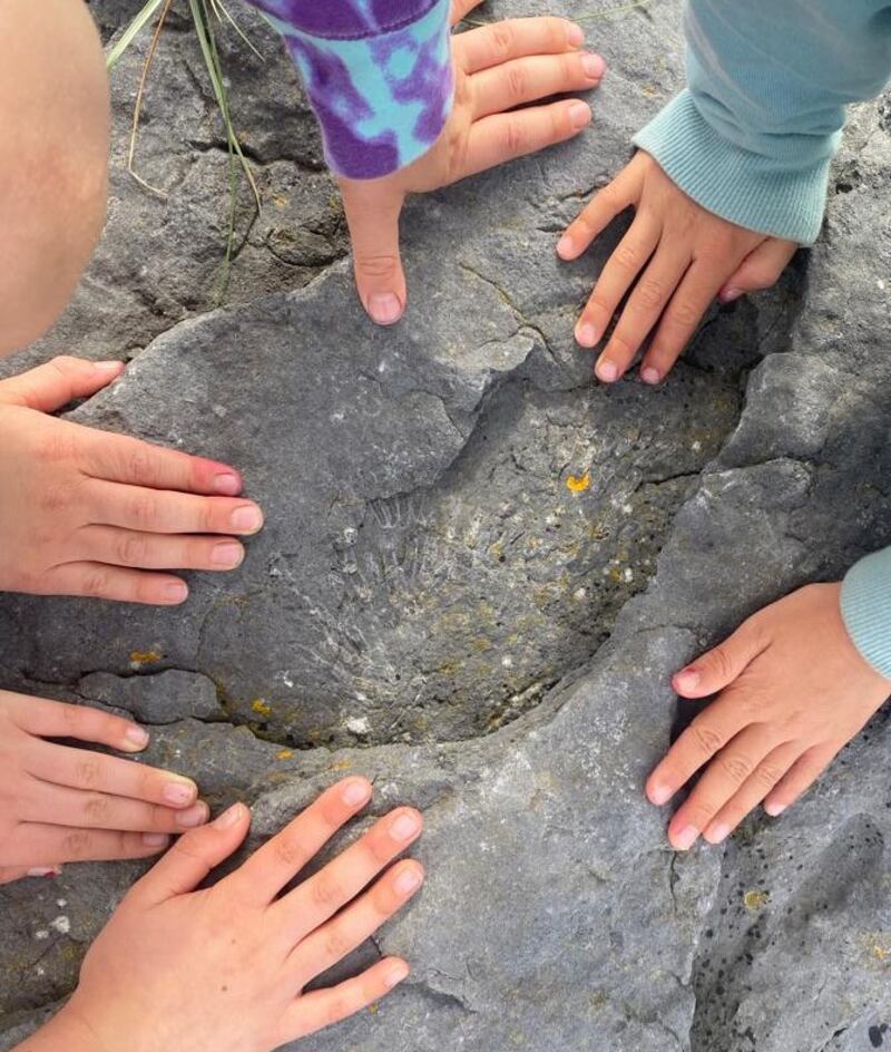 Crinoid coral fossils. Photograph supplied by Colette Cole