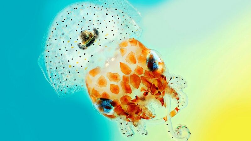 Hawaiian bobtail squid live in the ocean and are nocturnal creatures, meaning they are only active at night. They allow a species of glow-in-the-dark bacteria to live in their body. The squid are able to control the amount of light that shines from the bacteria, matching it to the moonlight above. This means they are invisible to any predators below on the ocean floor. Credit: Mark R Smith/Macroscopic Solutions