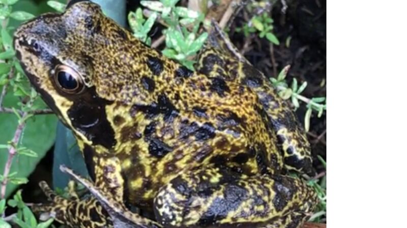 A very clearly marked common frog sent by Francis Devine, Howth