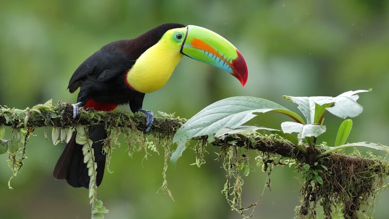 Keel billed Toucan - Costa Rica
