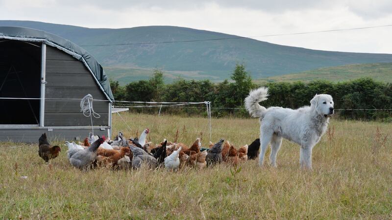 George the Chicken Dog: Clotilde Kiely, from Comeragh Mountain Poultry with her daughters Eloise and Juliette and her chicken dog George. Photograph: Alan Betson/The Irish Times