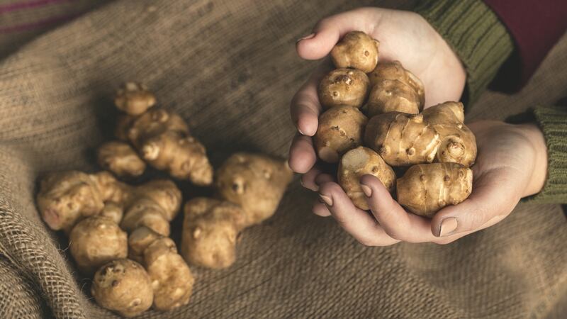 Jerusalem artichokes belong to the sunflower family.