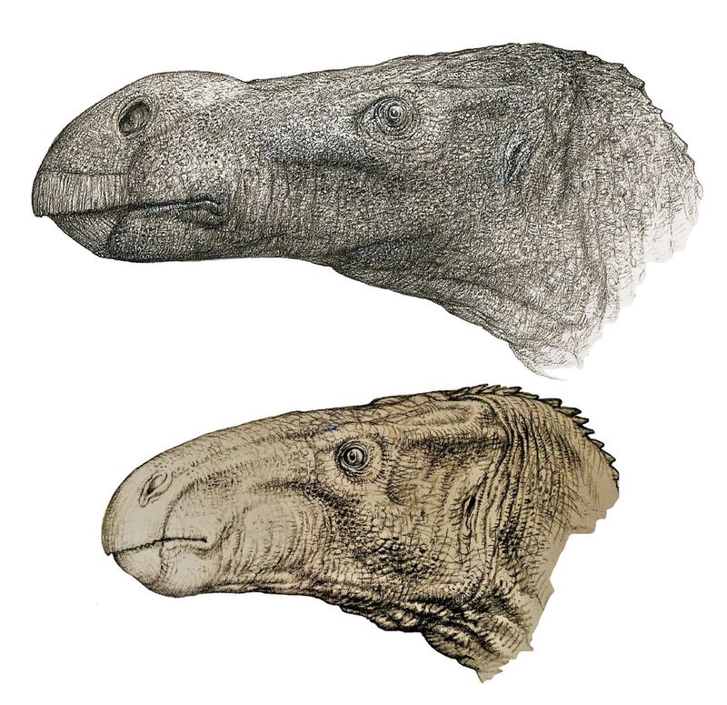 Brighstoneus simmondsi (top) alongside Mantellisaurus atherfieldensis. Photograph: John Sibbick/University of Portsmouth/PA