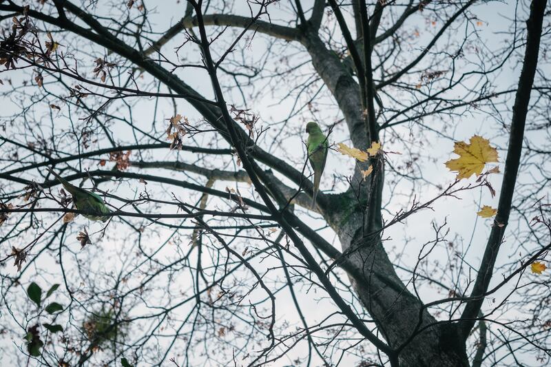 Legend has it that the progenitors of the cemetery’s parakeets, native to Africa and India, escaped from a container in a Paris airport in the 1970s. Photograph: Dmitry Kostyukov/The New York Times
