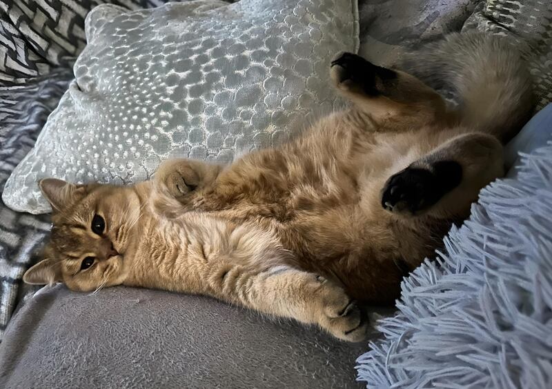 Bobby, Amber Barrett's cat