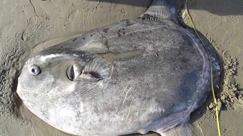 This particular species had not been spotted in the northern hemisphere since 1889. Photograph: Thomas Turner via Reuters
