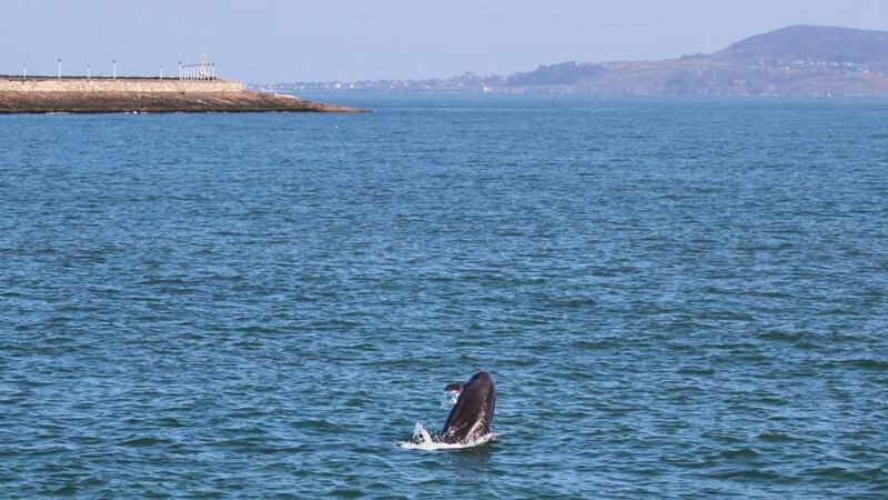 A dolphin breaches near the east pier in Dun Laoghaire on Wednesday. Photograph: Ciaran Tresson