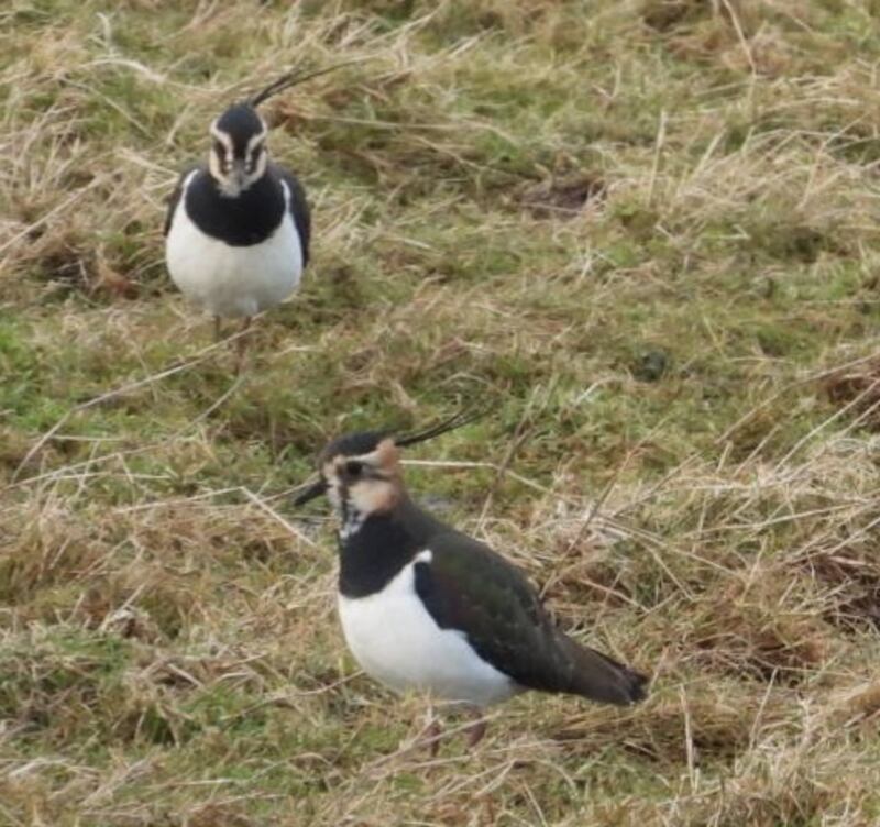 Lapwings. Photograph supplied by Fiona Murray