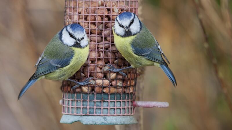 Two blue tits (Parus caeruleus) feeding. January is one of the toughest of months for garden birds. Photograph: iStock
