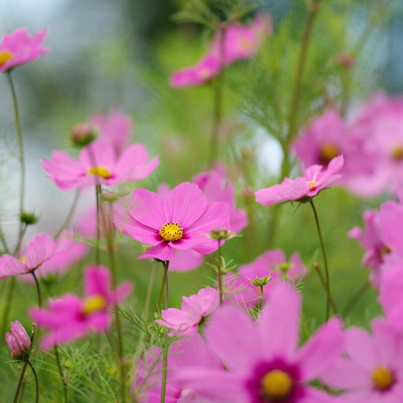 Cosmos. Photo credit Richard Johnston