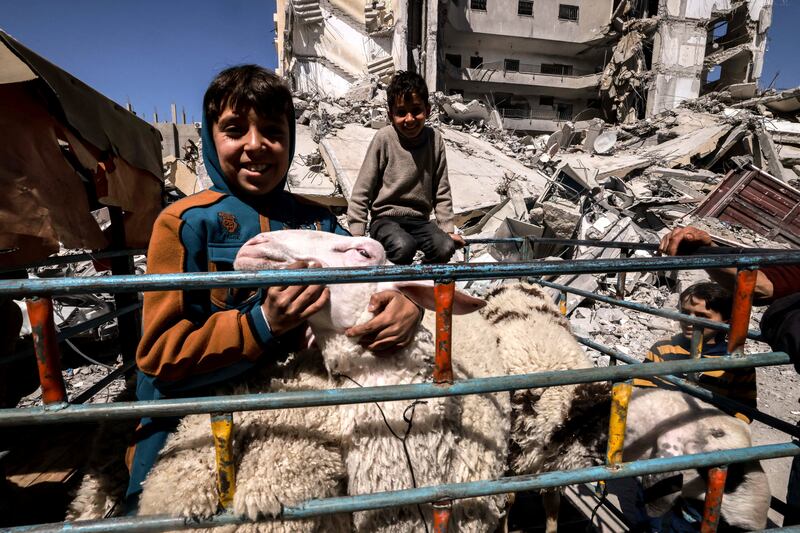 A displaced Palestinian boy plays with sheep near a building in Rafah destroyed during an Israeli bombardment. Photograph: Mohammed Abed/AFP via Getty Images