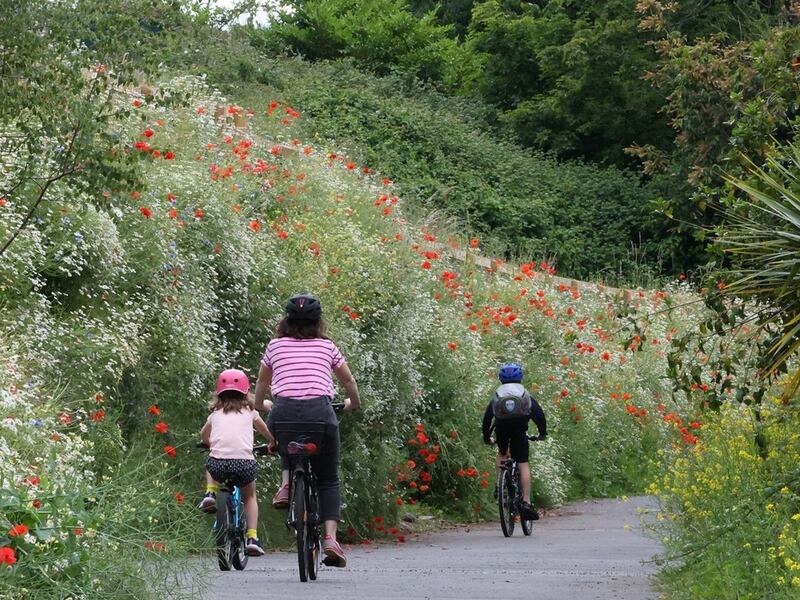 Cyclists enjoy the wildflowers along the Dodder Walk in Rathfarnham, Co Dublin. Photograph: Nick Bradshaw