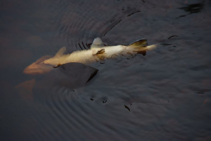 A dead salmonid of some sort. Photograph supplied by Laurence Speight