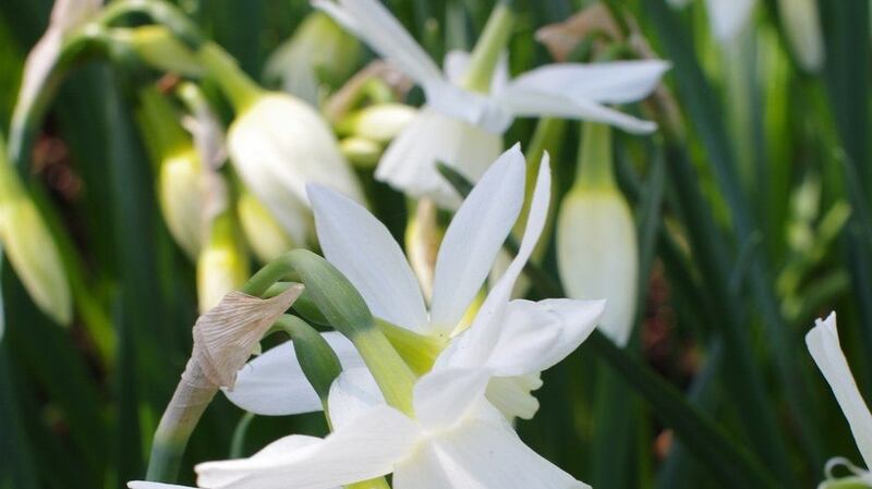 Narcissus ‘Thalia’. Photograph: Peter Nyssen