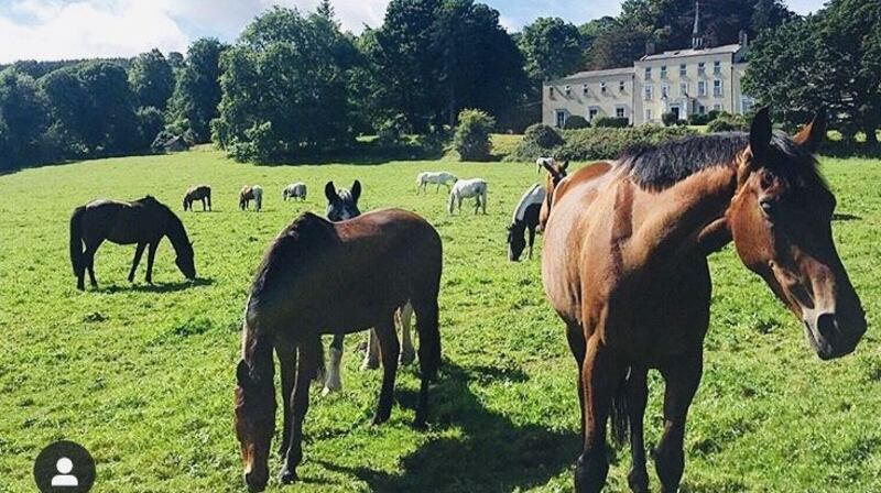 Horses on the Orlagh Estate where the Solstice event will take place in June