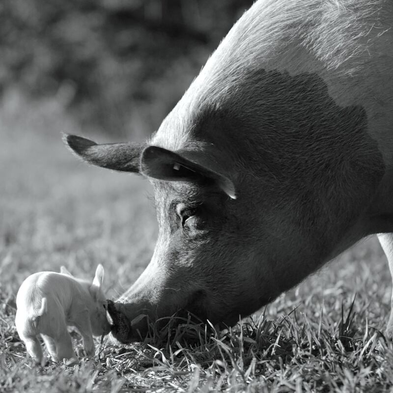 Gunda with her piglet