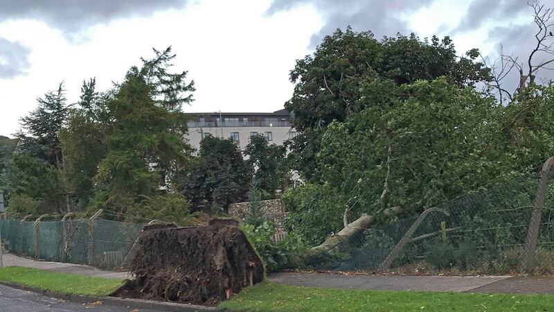 A fallen tree in Cabinteely, Co Dublin on Thursday. Photograph: Lawrence Hill/Twitter/PA Wire