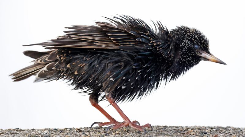 A ruffled starling on the East Pier, Dun Laoghaire. Photograph: Nick Bradshaw / The Irish Times
