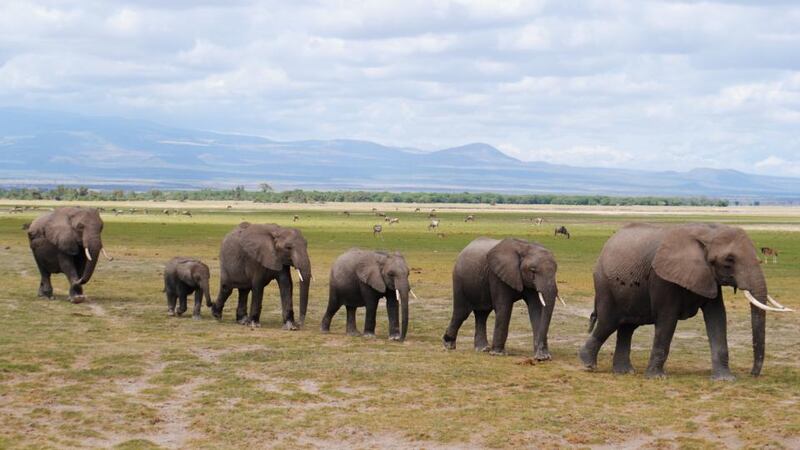 A family of elephants make their way home after a long day in Amboseli National Park. Photograph: Ciara Kenny
