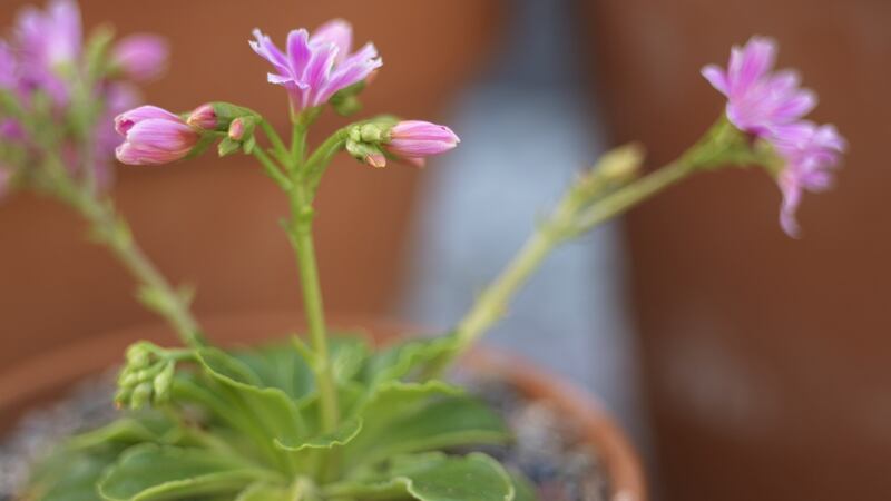 The rock garden plant  Lewisia cotyledon in flower in Triona Noonan’s Dublin garden. Photograph: Richard Johnson