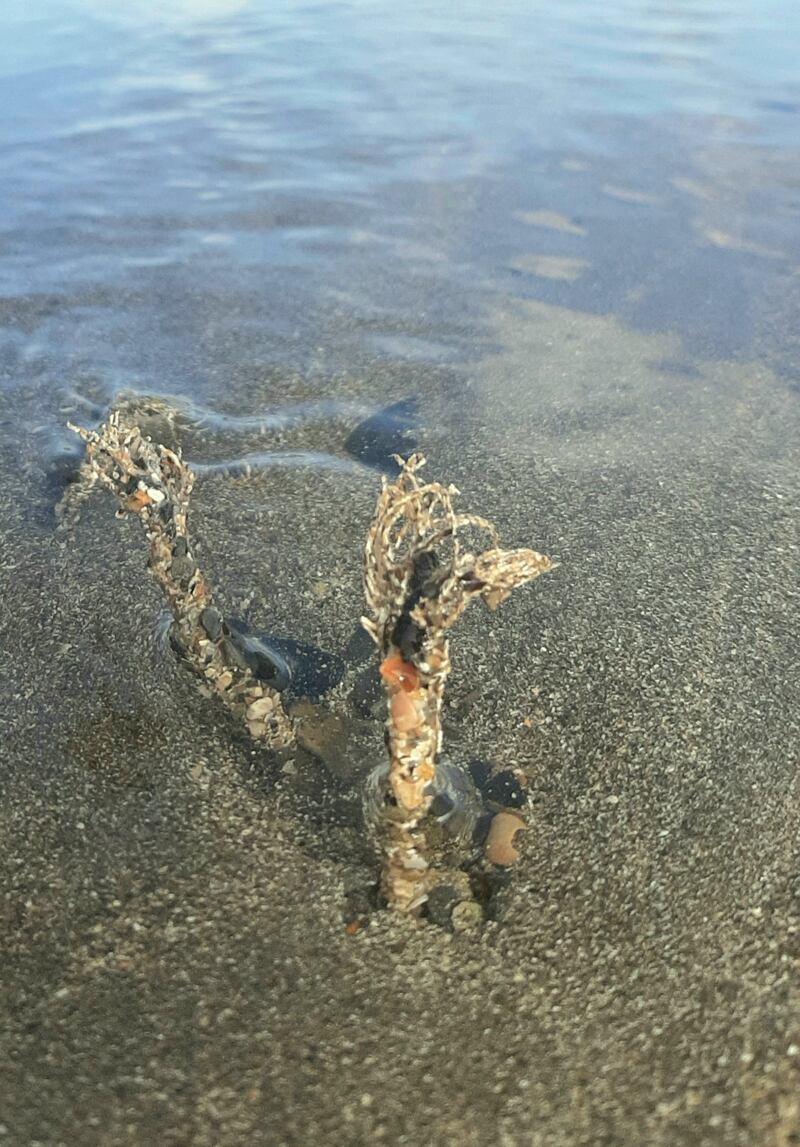 Sand mason. Photograph supplied by Michael Barry